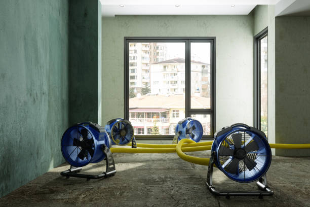 Best Mold removal after water damage  in Lake Belvedere Estates, FL